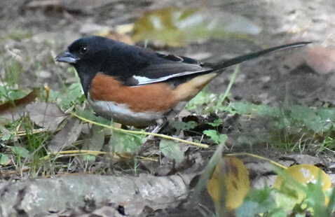 bird