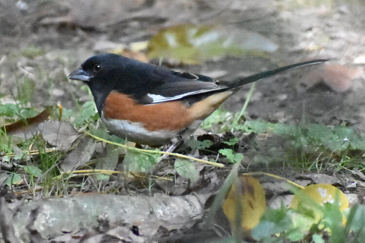 Observation and Meditation, McCormick's Creek State Park