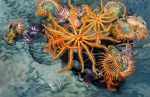 A watercolor depicting orange sea stars and anemones..
