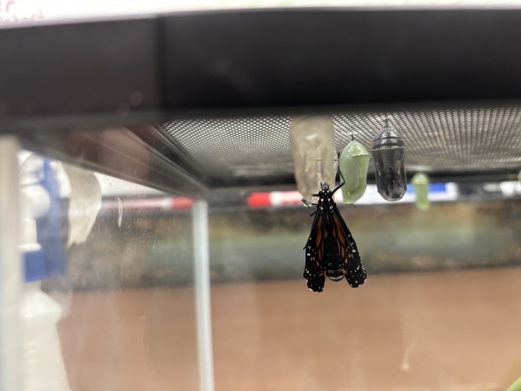 Monarch Tagging