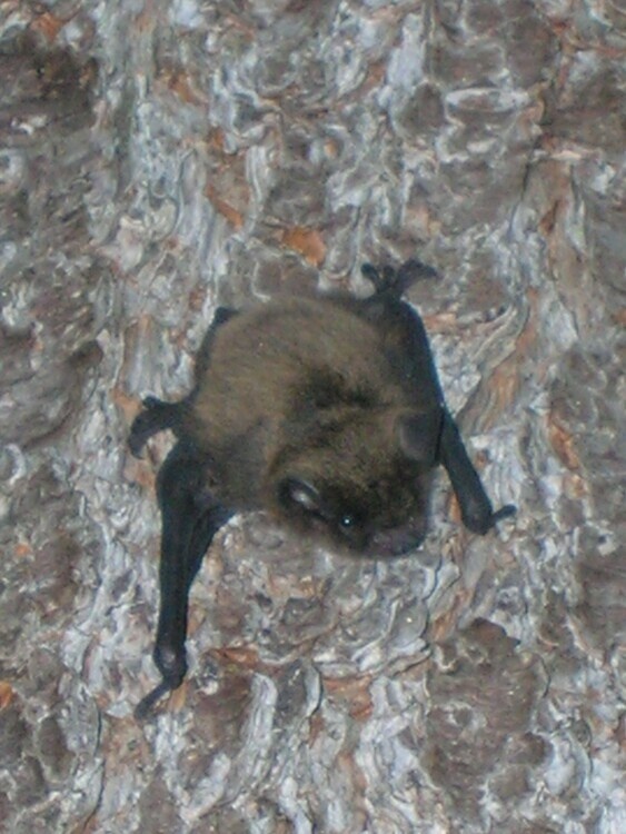 Nocturnal Nature: Bats