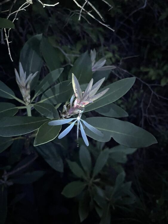 UV Night Hike on the Lake Loop Trail