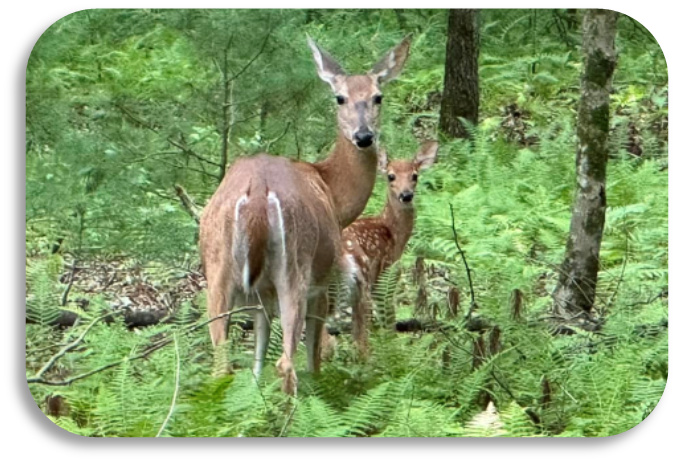 Woodland Youth