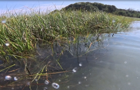 Spartina grass