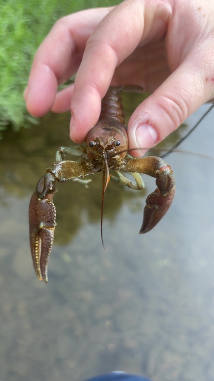 Meet the Macros