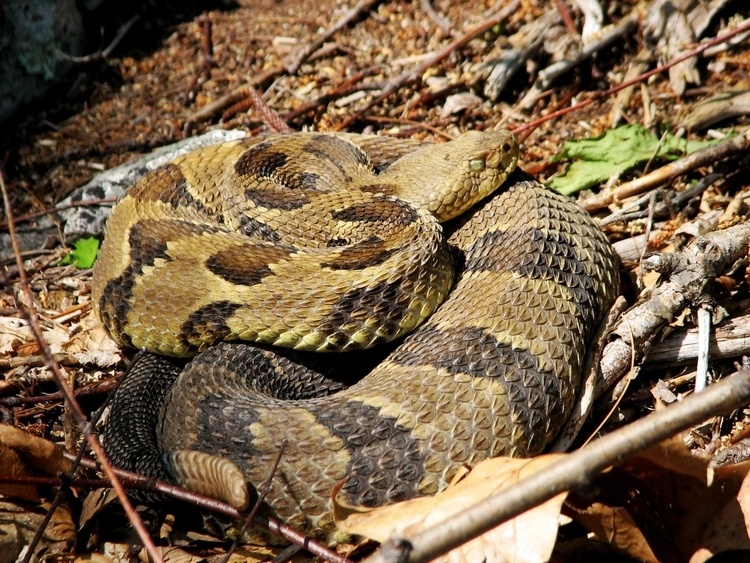 All about Timber Rattlesnakes Preregistration required