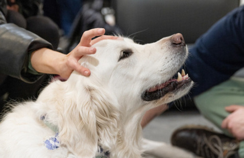 a dog being pet on its head