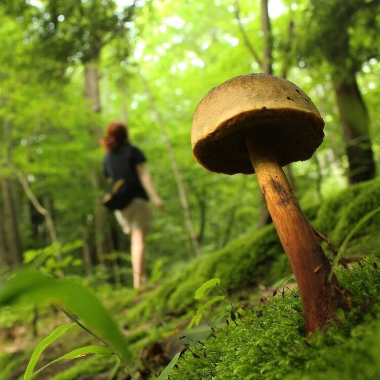 Mushroom Hike
