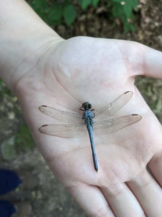 Kids Krafting – Dragonflies