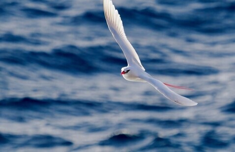 Image of Ecovoice Project: Birds in Plight Concert