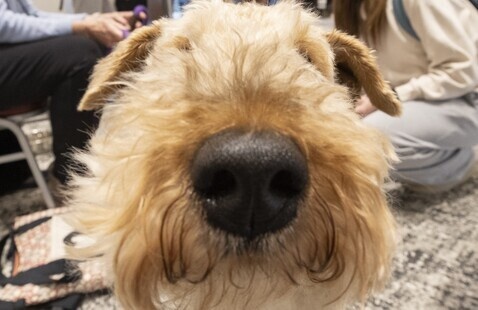 Dog nose