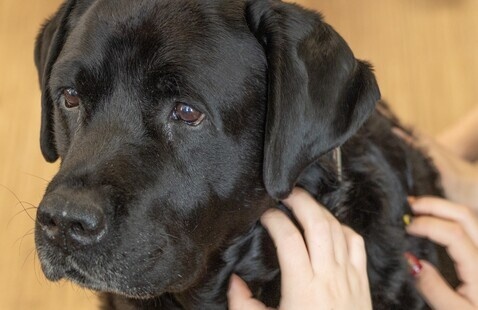 black dog being petted