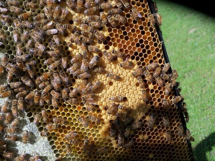 Honey Bee Basics