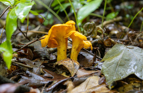 Smooth Chanterelles, photo by M. Doty.