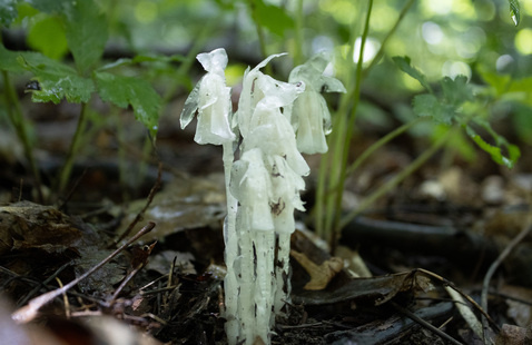 Ghost Pipe flower, photo by M. Doty.