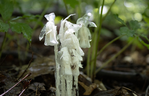 Ghost pipe, photo by M. Doty.