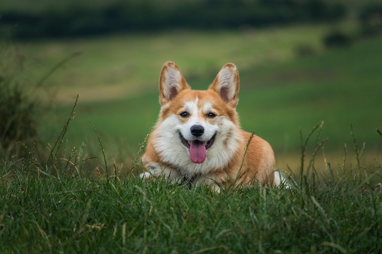 10/6 College Canines