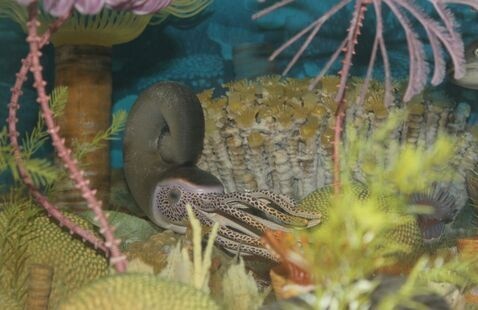 cephalopod