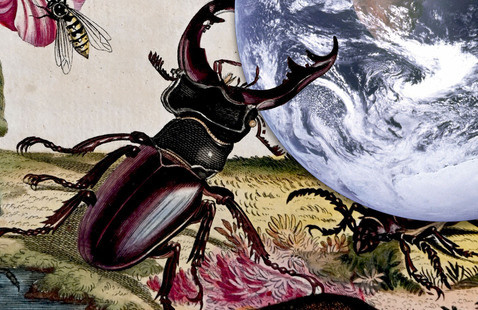 Illustration of staghorn beetle and other insects, with the staghorn beetle holding planet Earth between its horns. 