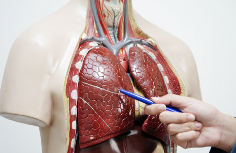 Photograph of a fake display of human organs.