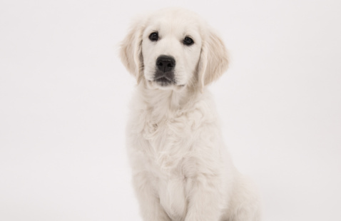 A dog