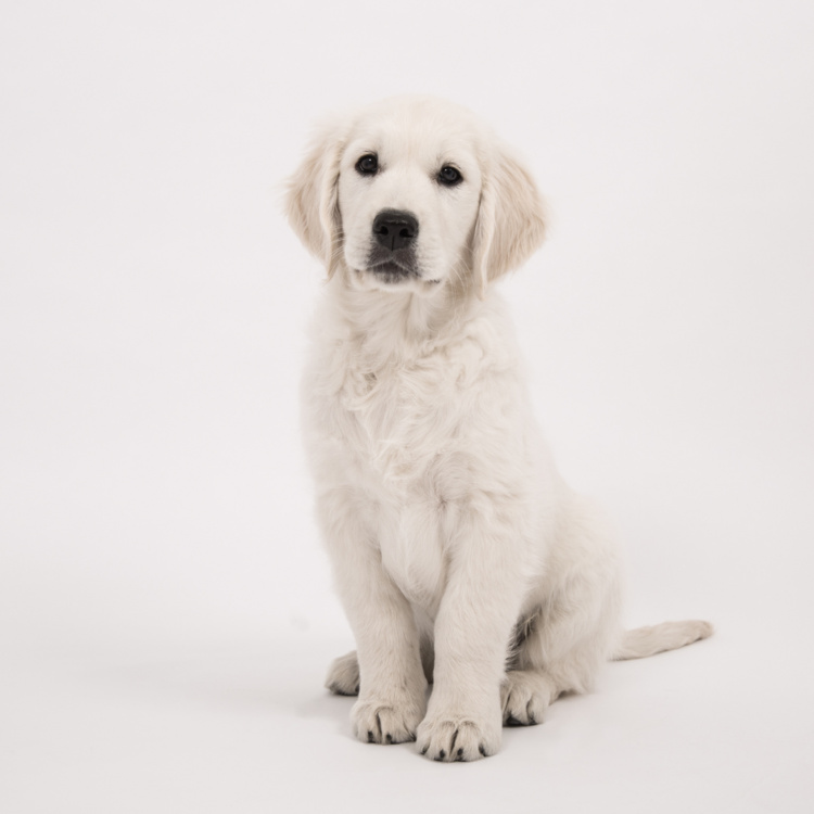 Paws for a Break — Community in College of Veterinary Medicine