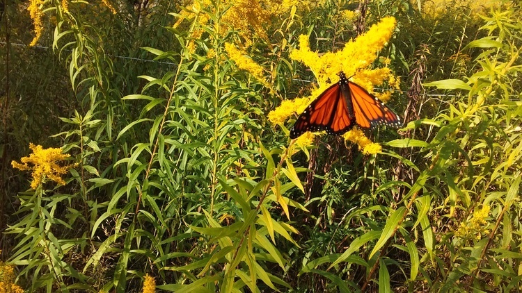 Magnificent Monarchs