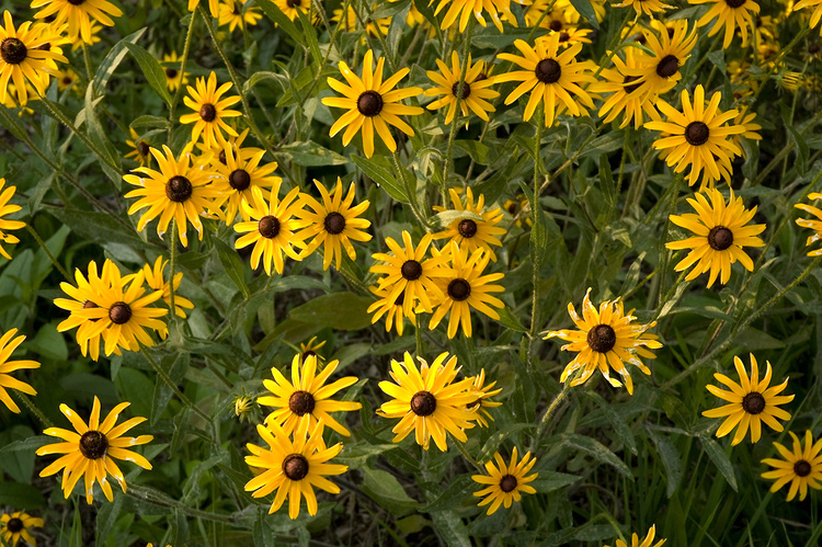Wildflower Walk