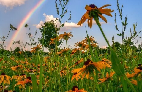 black eyed susans in bloom, Prophetstown SP, DNR photo