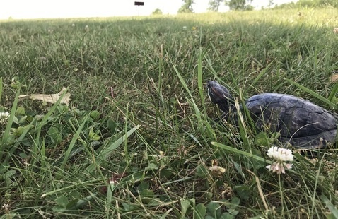 a turtle at Prophetstown SP, DNR photo