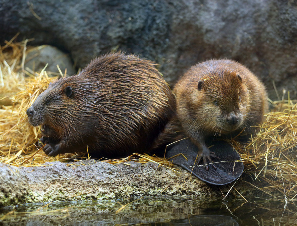 Beaver Pond Stroll