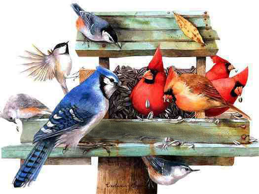 Birdfeeding 101