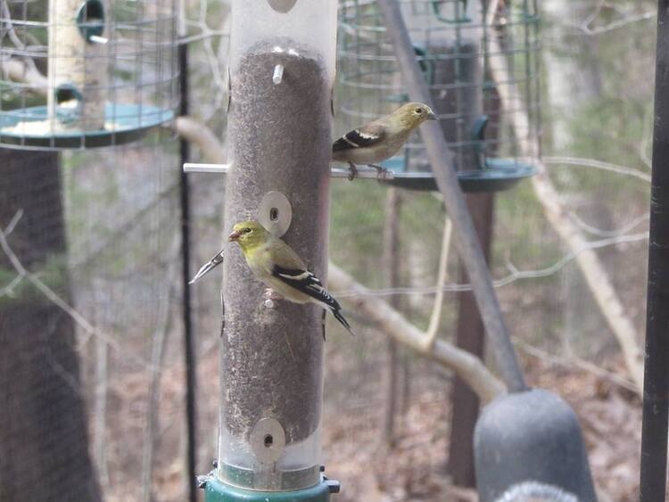 Homemade Bird Feeders