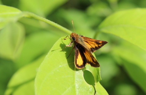 moth on leaf
