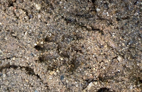 raccoon tracks in the wet sand