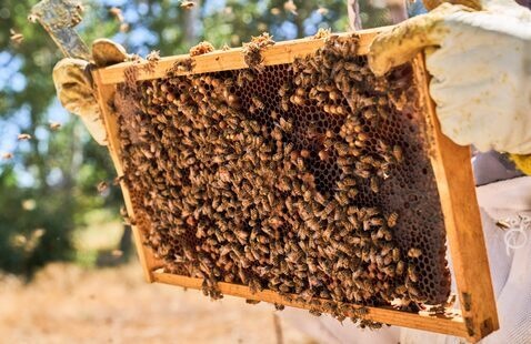 Beekeeper looking at frame with bees on it. 