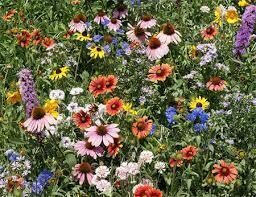 From Weeds to Wildflowers
