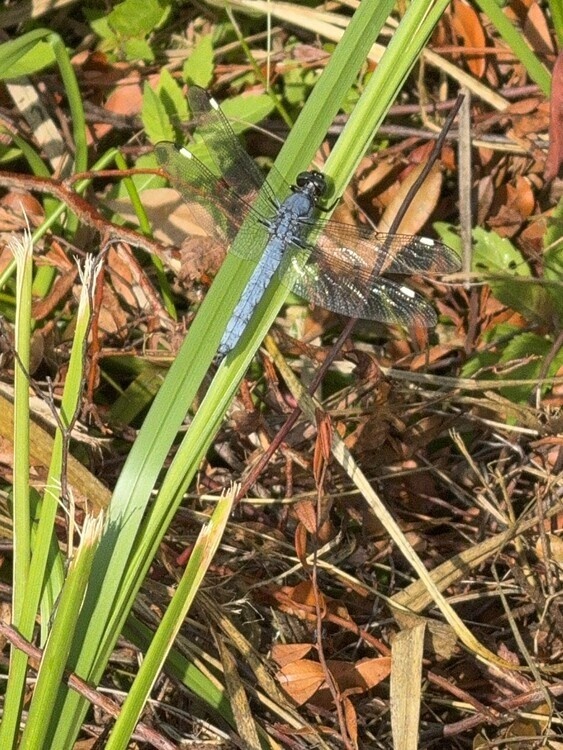 Family Crafting Hour: D.I.Y. Dragonfly