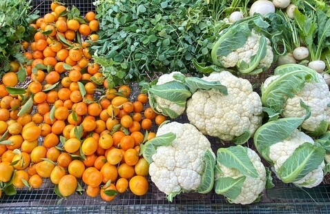 Ogier Gardens harvest