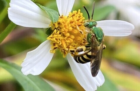 Green and brown colored bug on daisy