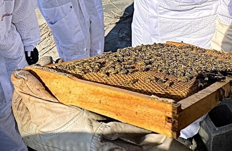 Bees on a frame