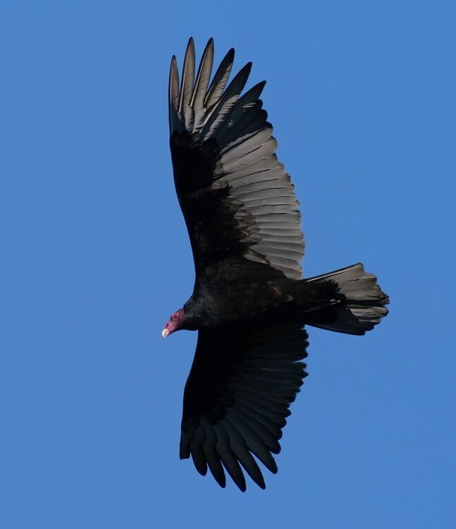 Vulture Watching - International Vulture Awareness Day!