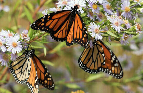 Monarch butterflies on aster flowers