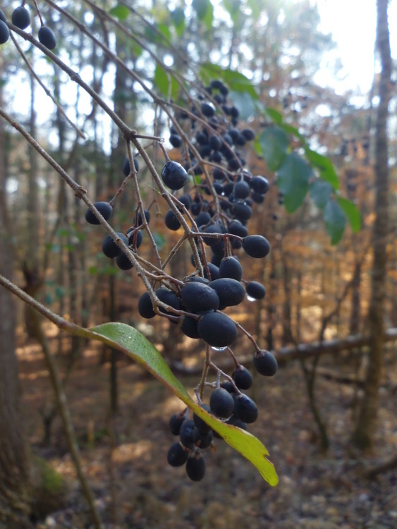 NC the Beautiful: Invasive Plant Purge Graphic