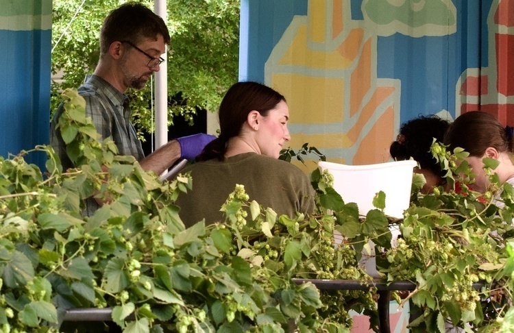 Community Hop Harvest at The Corner — Outdoors & nature in The Corner