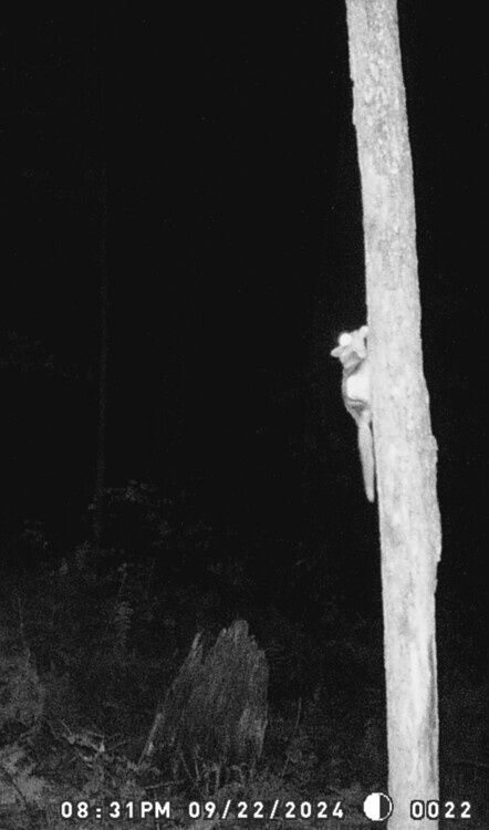 Nighttime Critters