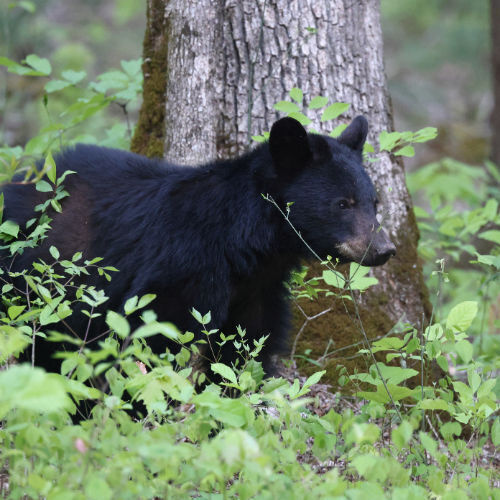 PA Black Bear