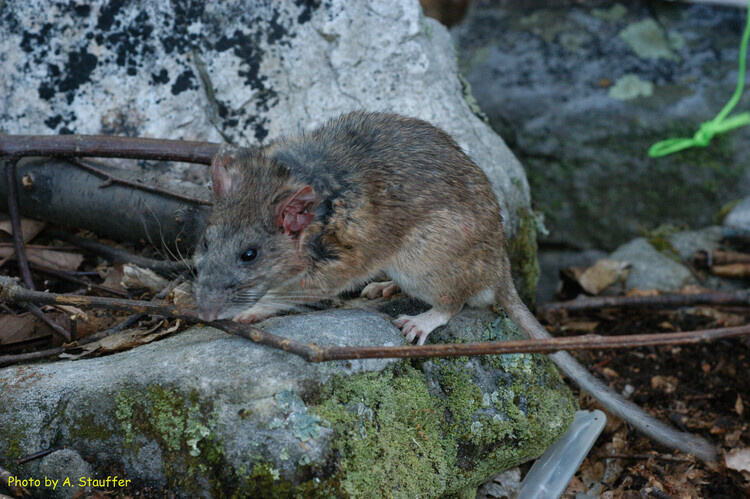 The Allegheny Woodrat