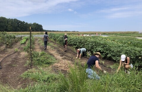 Volunteers tending to plants at the Agroecology Farm.