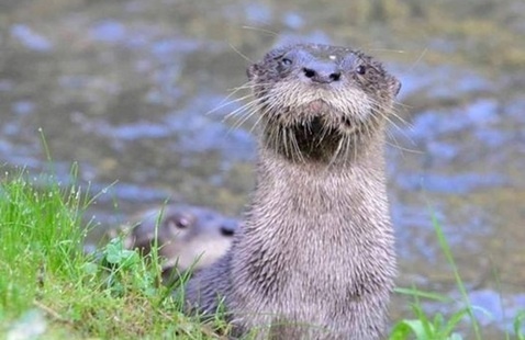 otter